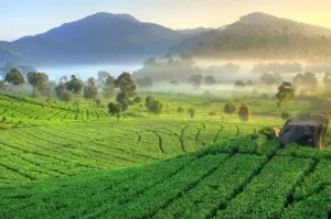 Kebun Teh Cipasung, Destinasi Wisata Alam yang Menenangkan di Majalengka