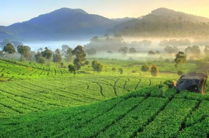 Kebun Teh Cipasung, Destinasi Wisata Alam yang Menenangkan di Majalengka