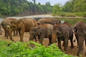 Tangkahan Langkat, Permata Alam Tersembunyi di Sumatera Utara yang Menghadirkan Petualangan